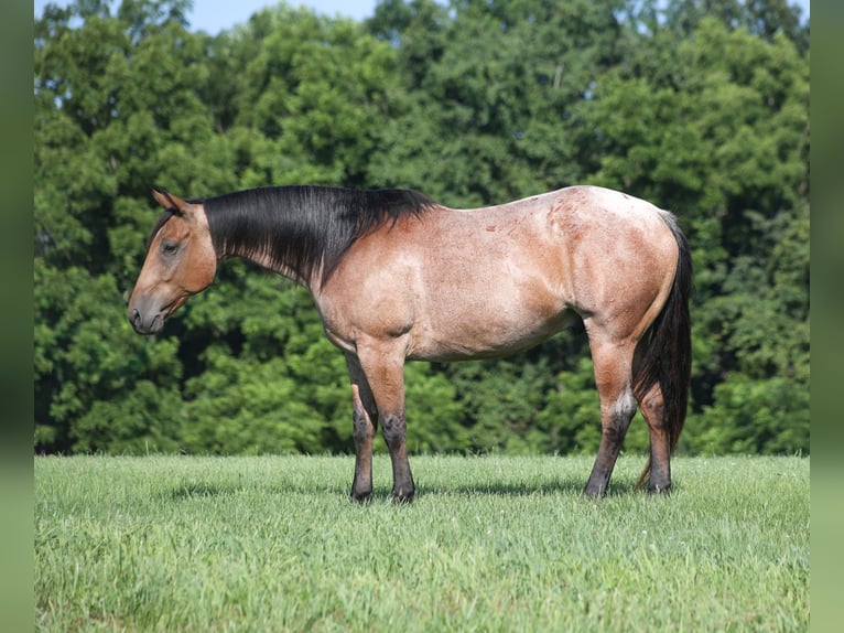 American Quarter Horse Castrone 10 Anni 152 cm Baio roano in Gladstone