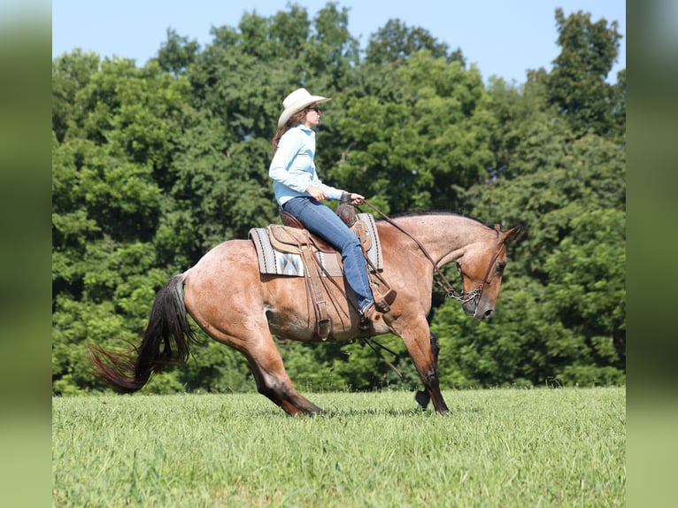 American Quarter Horse Castrone 10 Anni 152 cm Baio roano in Mount Vernon