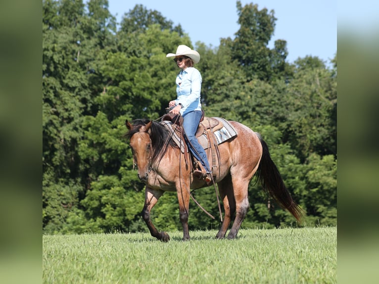 American Quarter Horse Castrone 10 Anni 152 cm Baio roano in Mount Vernon