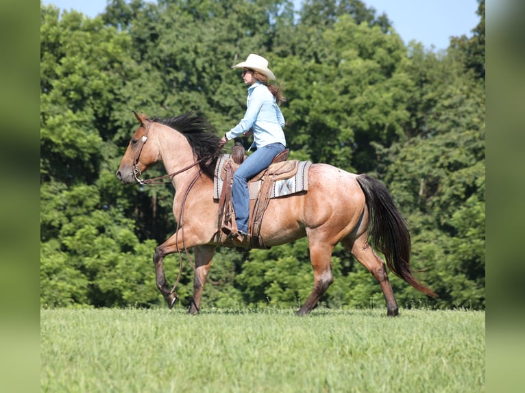 American Quarter Horse Castrone 10 Anni 152 cm Baio roano in Mount Vernon