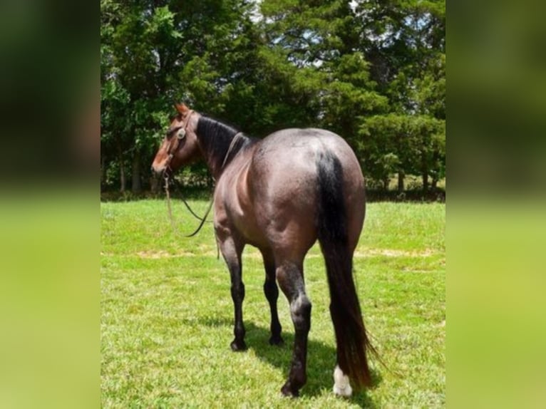 American Quarter Horse Castrone 10 Anni 152 cm Baio roano in Greenville KY