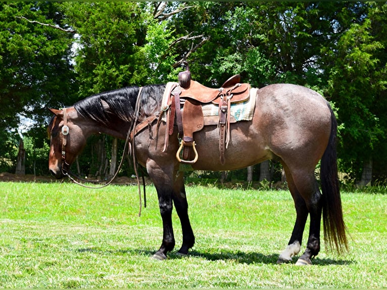 American Quarter Horse Castrone 10 Anni 152 cm Baio roano in Greenville KY