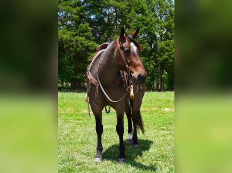 American Quarter Horse Castrone 10 Anni 152 cm Baio roano in Greenville KY