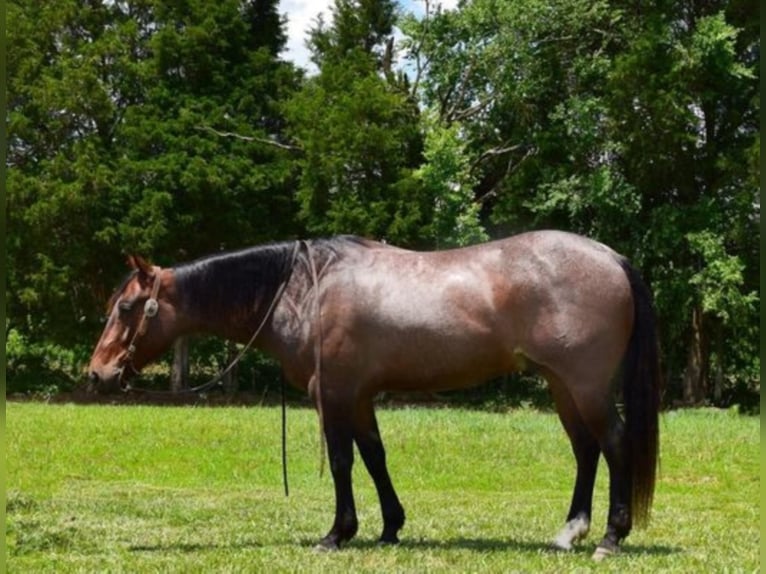 American Quarter Horse Castrone 10 Anni 152 cm Baio roano in Greenville KY