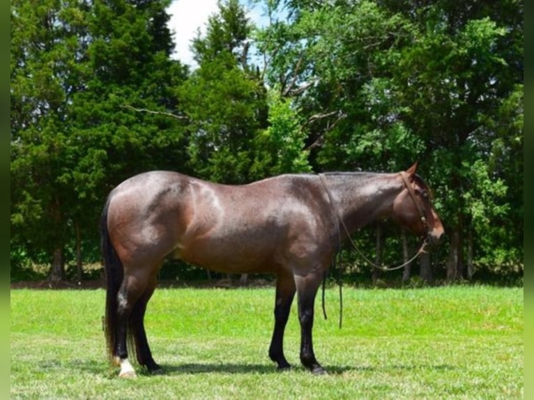 American Quarter Horse Castrone 10 Anni 152 cm Baio roano in Greenville KY