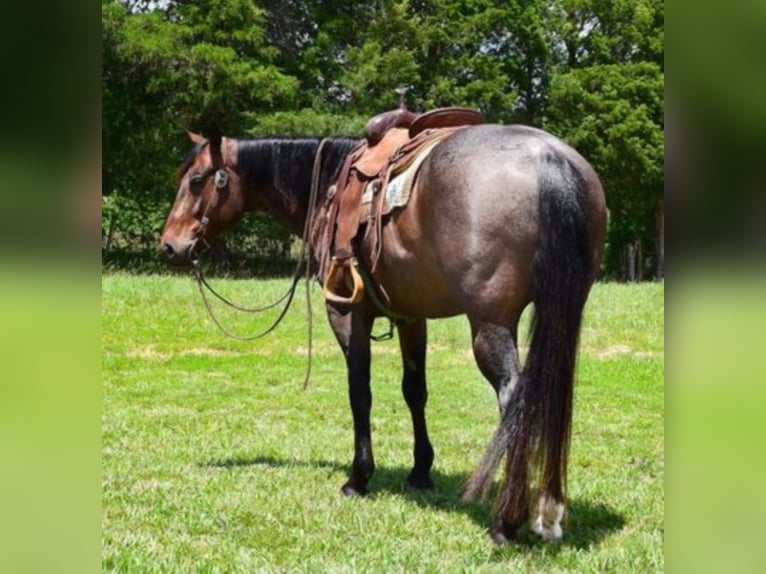 American Quarter Horse Castrone 10 Anni 152 cm Baio roano in Greenville KY