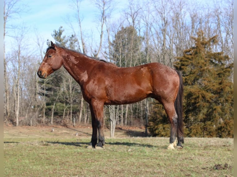 American Quarter Horse Castrone 10 Anni 152 cm Baio roano in LExington IN