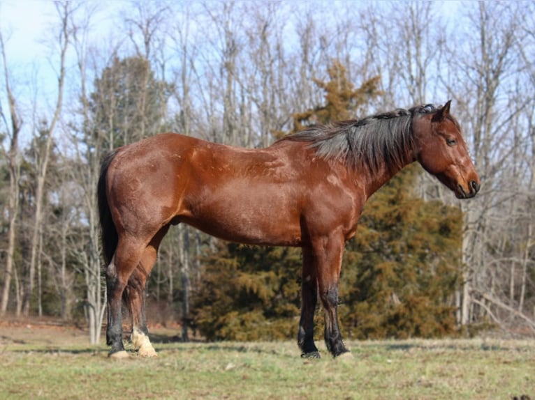 American Quarter Horse Castrone 10 Anni 152 cm Baio roano in LExington IN