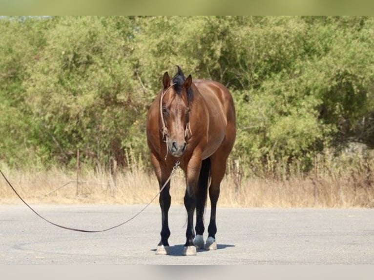 American Quarter Horse Castrone 10 Anni 152 cm Baio roano in Paicines CA