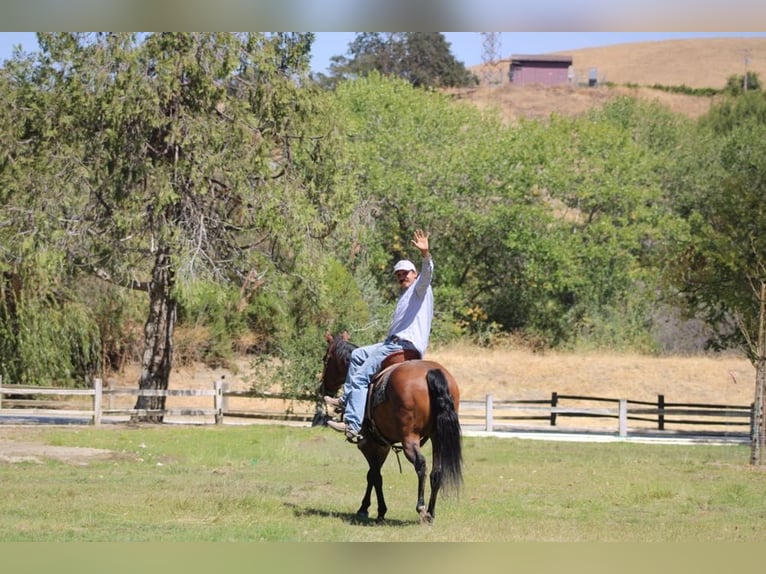 American Quarter Horse Castrone 10 Anni 152 cm Baio roano in Paicines CA