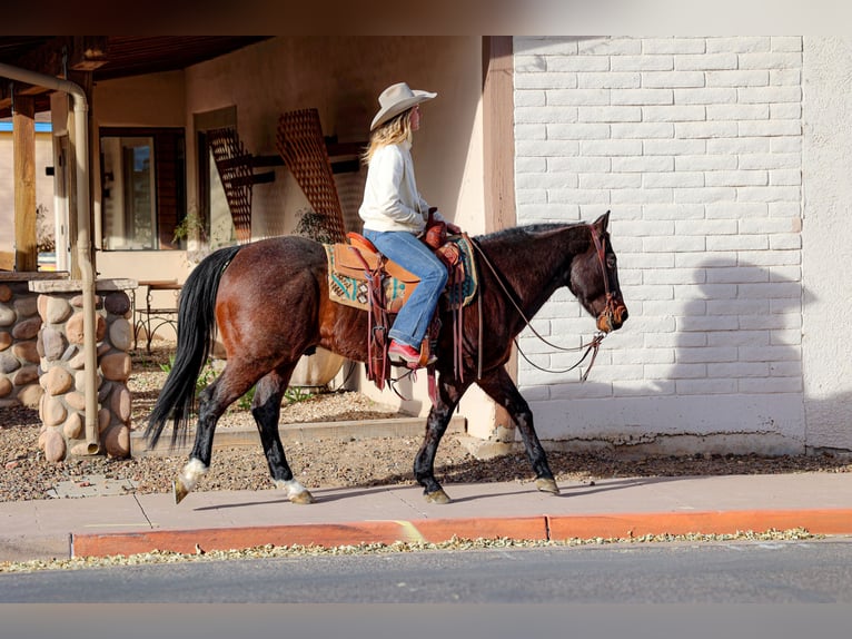 American Quarter Horse Castrone 10 Anni 152 cm Baio roano in Camp Verde, AZ