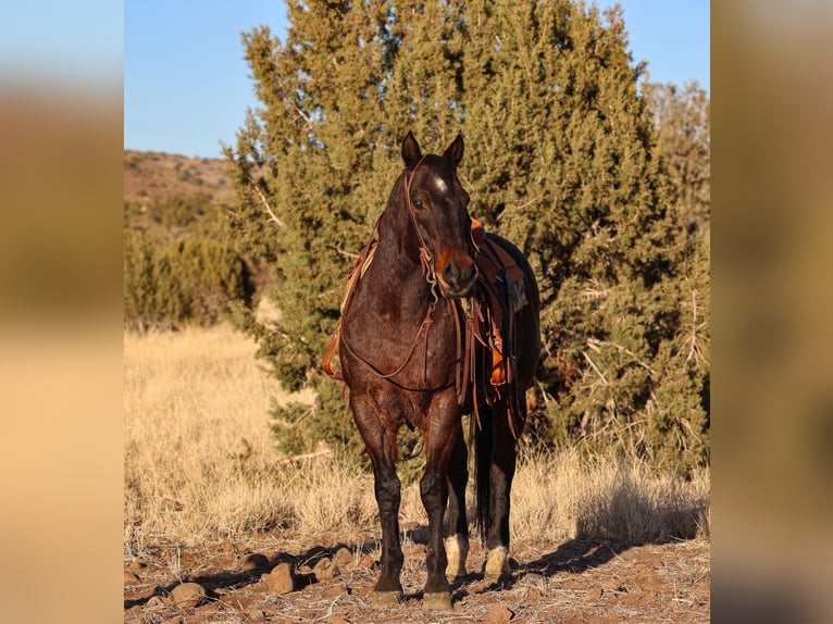 American Quarter Horse Castrone 10 Anni 152 cm Baio roano in Camp Verde, AZ