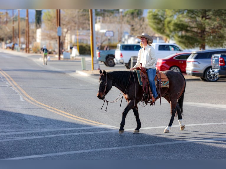 American Quarter Horse Castrone 10 Anni 152 cm Baio roano in Camp Verde, AZ