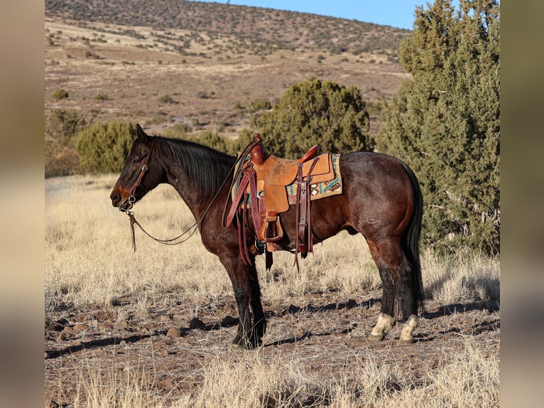 American Quarter Horse Castrone 10 Anni 152 cm Baio roano in Camp Verde, AZ