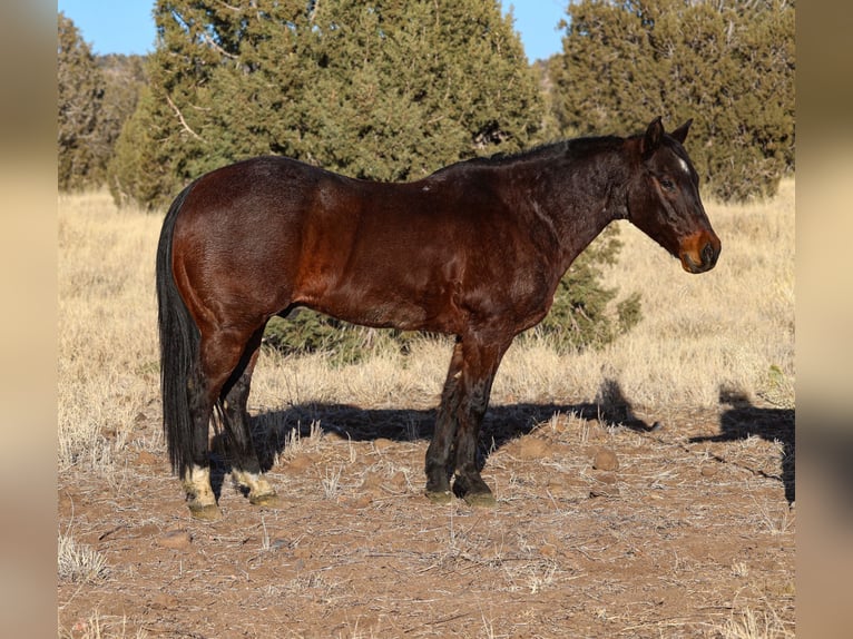 American Quarter Horse Castrone 10 Anni 152 cm Baio roano in Camp Verde, AZ