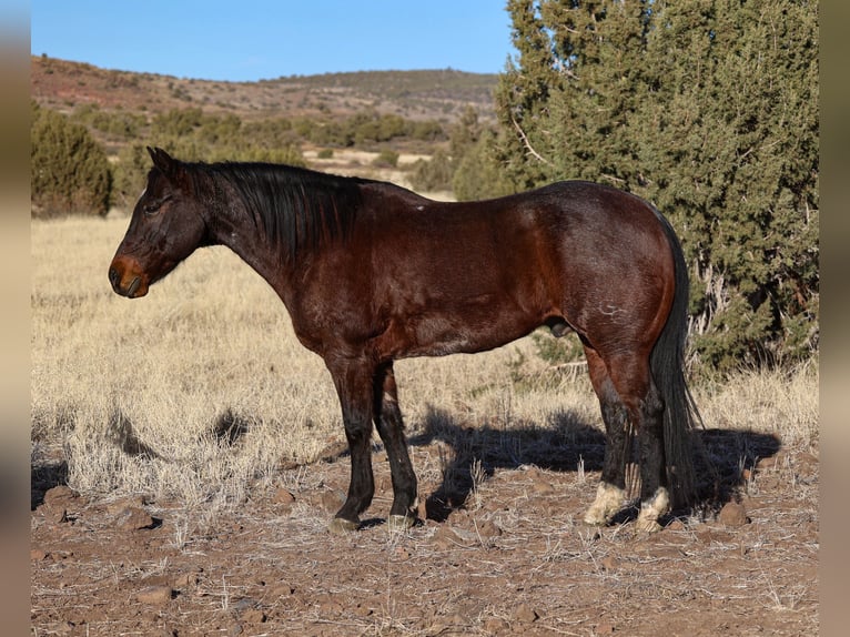 American Quarter Horse Castrone 10 Anni 152 cm Baio roano in Camp Verde, AZ