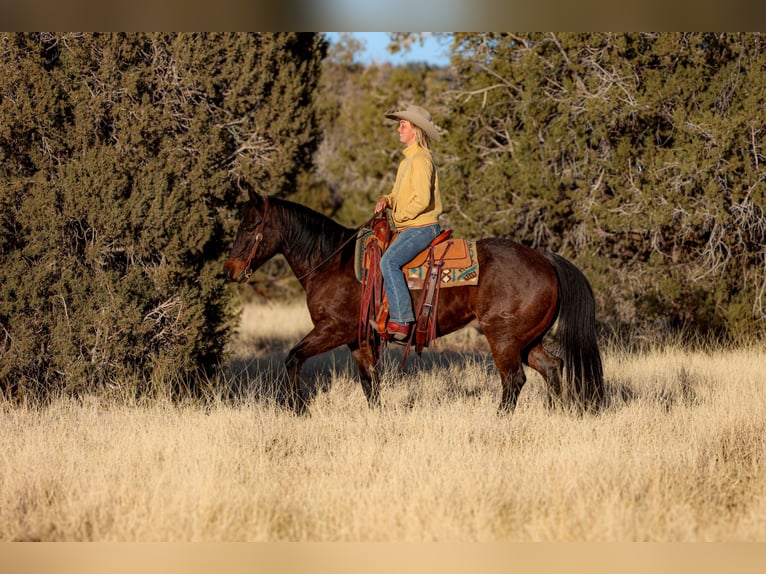 American Quarter Horse Castrone 10 Anni 152 cm Baio roano in Camp Verde, AZ