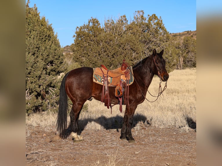 American Quarter Horse Castrone 10 Anni 152 cm Baio roano in Camp Verde, AZ