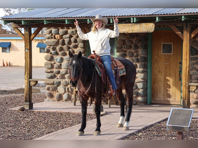 American Quarter Horse Castrone 10 Anni 152 cm Baio roano in Camp Verde, AZ