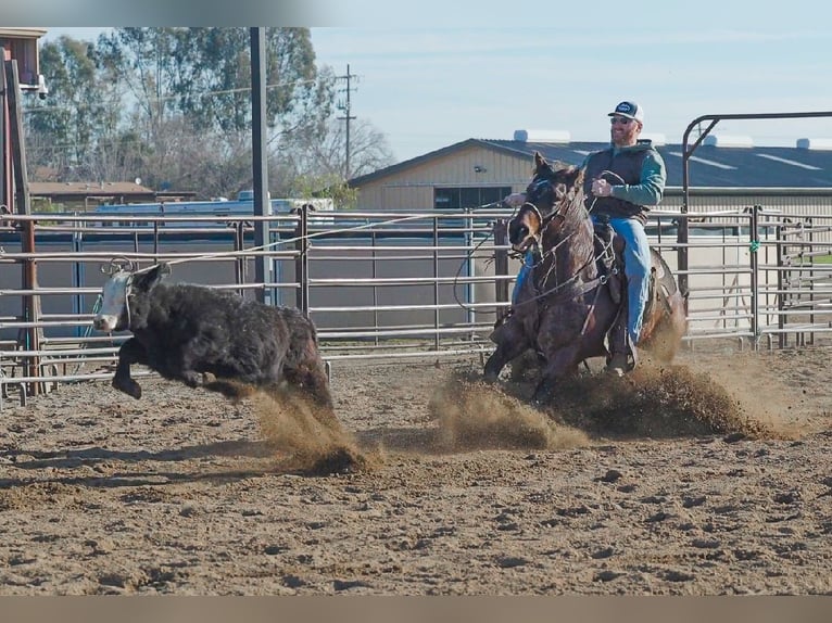 American Quarter Horse Castrone 10 Anni 152 cm Baio roano in Lincoln