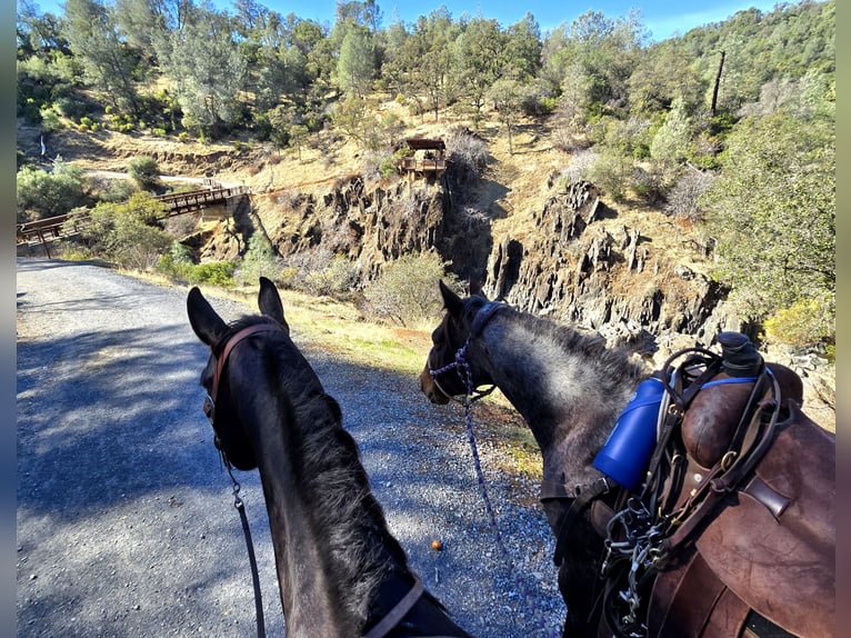 American Quarter Horse Castrone 10 Anni 152 cm Baio roano in Lincoln