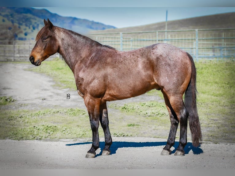 American Quarter Horse Castrone 10 Anni 152 cm Baio roano in Lincoln