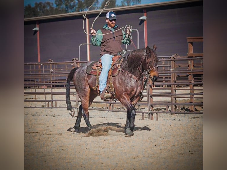American Quarter Horse Castrone 10 Anni 152 cm Baio roano in Lincoln
