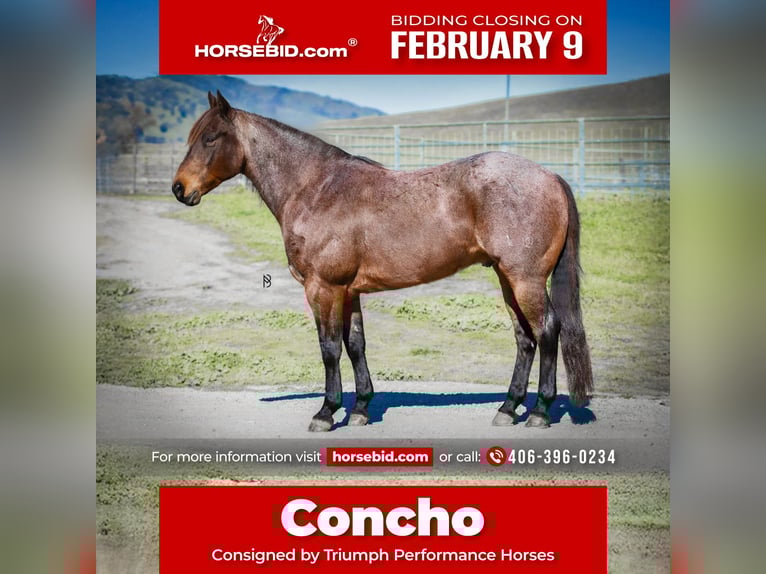 American Quarter Horse Castrone 10 Anni 152 cm Baio roano in Lincoln