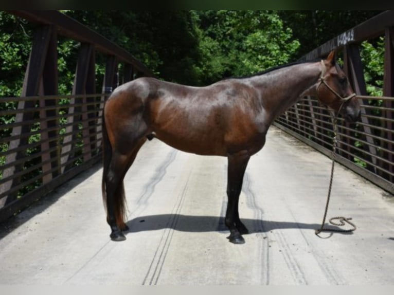 American Quarter Horse Castrone 10 Anni 152 cm Baio roano in Cleveland TN