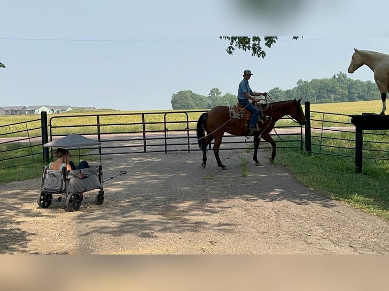 American Quarter Horse Castrone 10 Anni 152 cm Baio roano in Valley Springs, SD