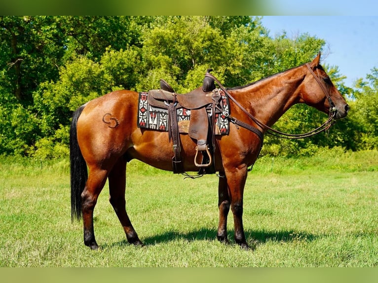 American Quarter Horse Castrone 10 Anni 152 cm Baio roano in Valley Springs, SD