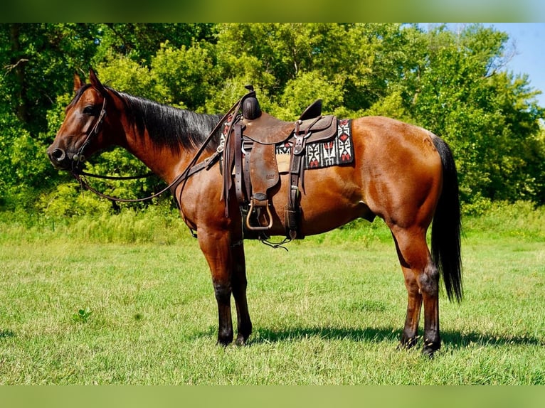 American Quarter Horse Castrone 10 Anni 152 cm Baio roano in Valley Springs, SD