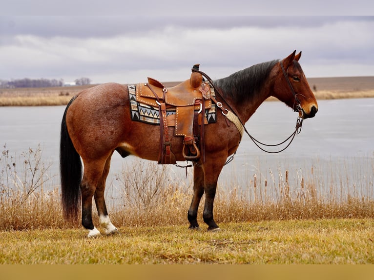 American Quarter Horse Castrone 10 Anni 152 cm Baio roano in Valley Springs