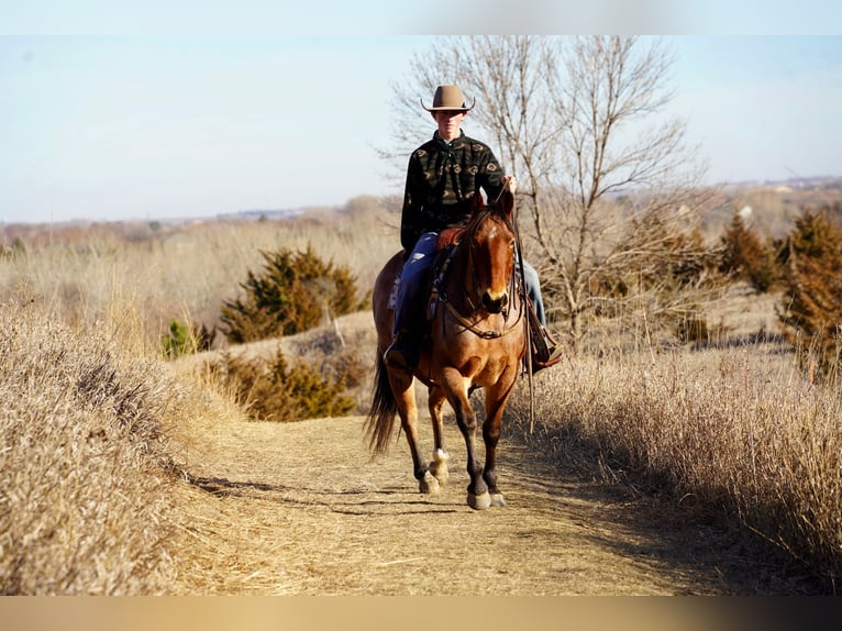 American Quarter Horse Castrone 10 Anni 152 cm Baio roano in Valley Springs