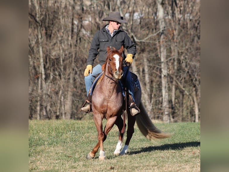 American Quarter Horse Castrone 10 Anni 152 cm Baio roano in Mount Vernon