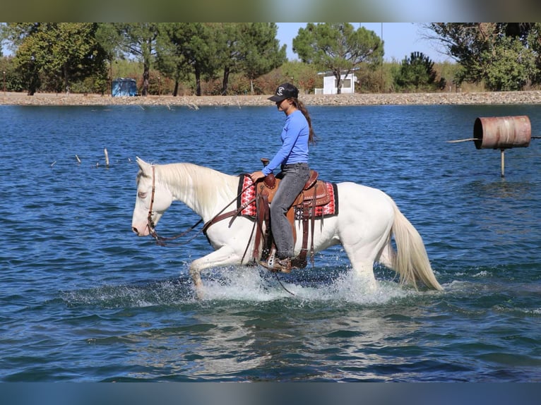 American Quarter Horse Castrone 10 Anni 152 cm Cremello in Pleasant Grove CA