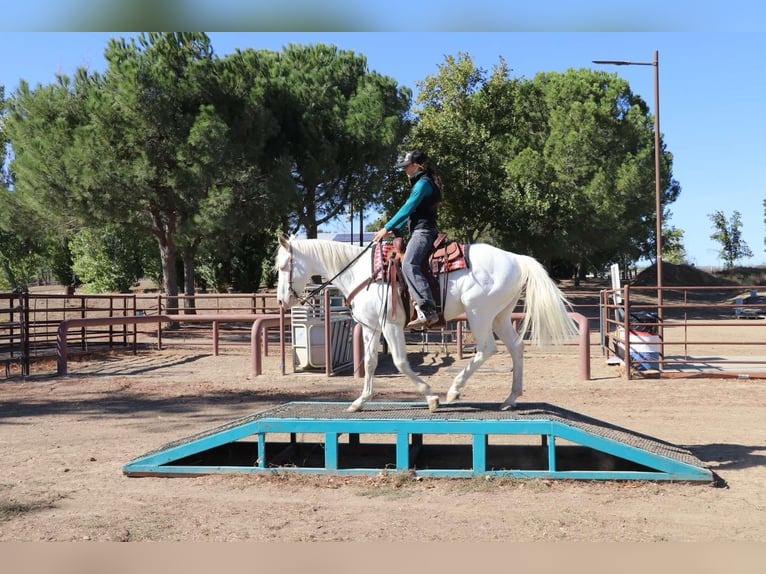 American Quarter Horse Castrone 10 Anni 152 cm Cremello in Pleasant Grove CA