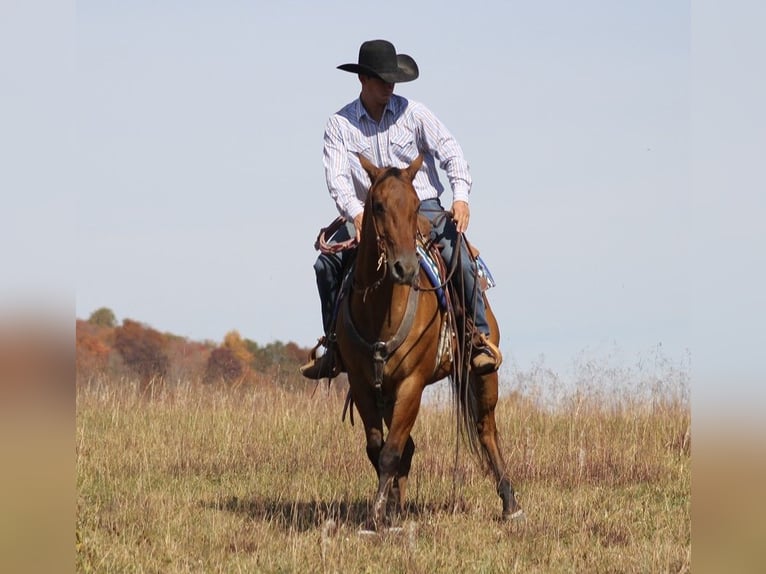 American Quarter Horse Castrone 10 Anni 152 cm Falbo in Brodhead Ky