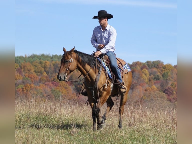 American Quarter Horse Castrone 10 Anni 152 cm Falbo in Brodhead Ky