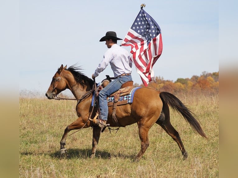 American Quarter Horse Castrone 10 Anni 152 cm Falbo in Brodhead Ky