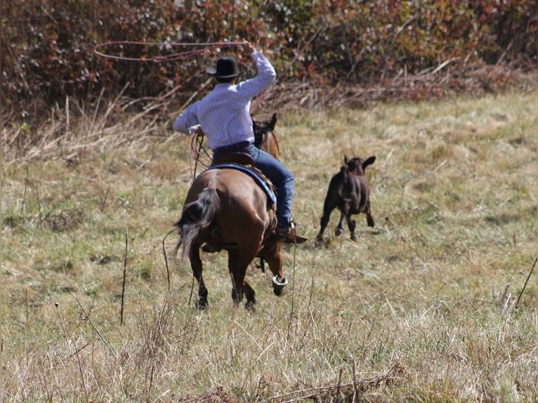 American Quarter Horse Castrone 10 Anni 152 cm Falbo in Brodhead Ky