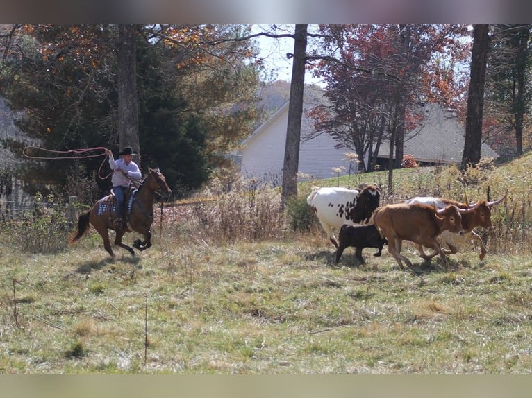 American Quarter Horse Castrone 10 Anni 152 cm Falbo in Brodhead Ky