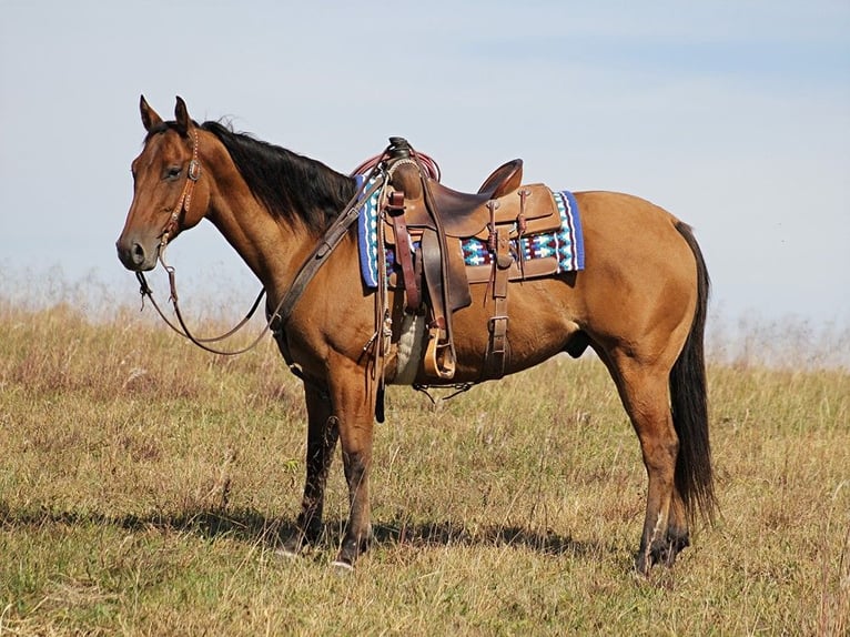 American Quarter Horse Castrone 10 Anni 152 cm Falbo in Brodhead Ky