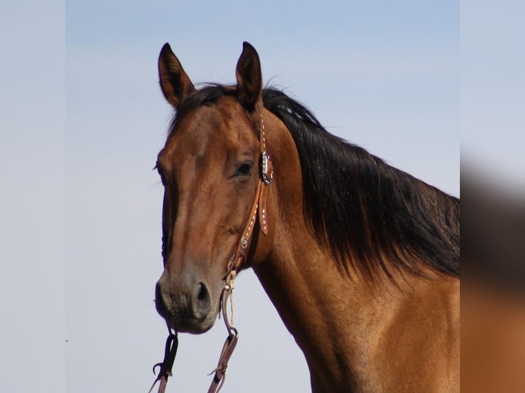 American Quarter Horse Castrone 10 Anni 152 cm Falbo in Brodhead Ky