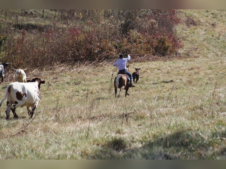 American Quarter Horse Castrone 10 Anni 152 cm Falbo in Brodhead Ky