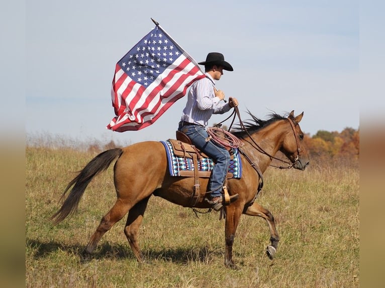 American Quarter Horse Castrone 10 Anni 152 cm Falbo in Brodhead Ky