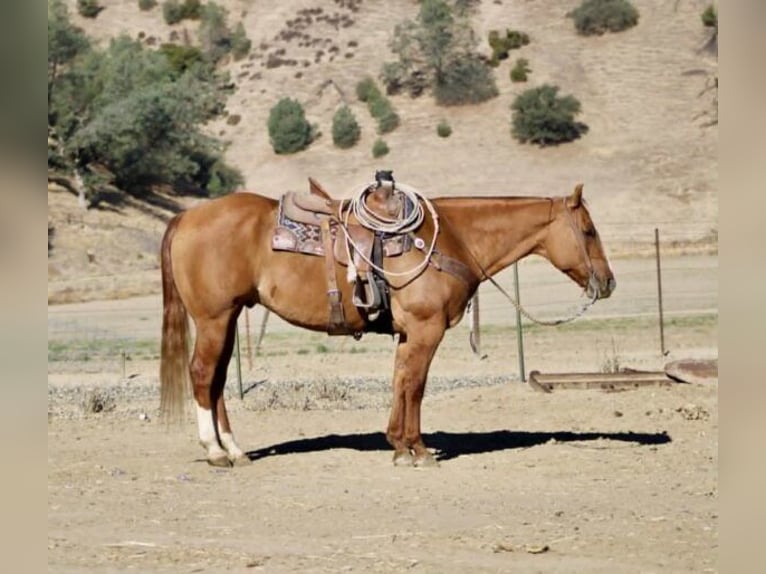 American Quarter Horse Castrone 10 Anni 152 cm Falbo in Paicines CA