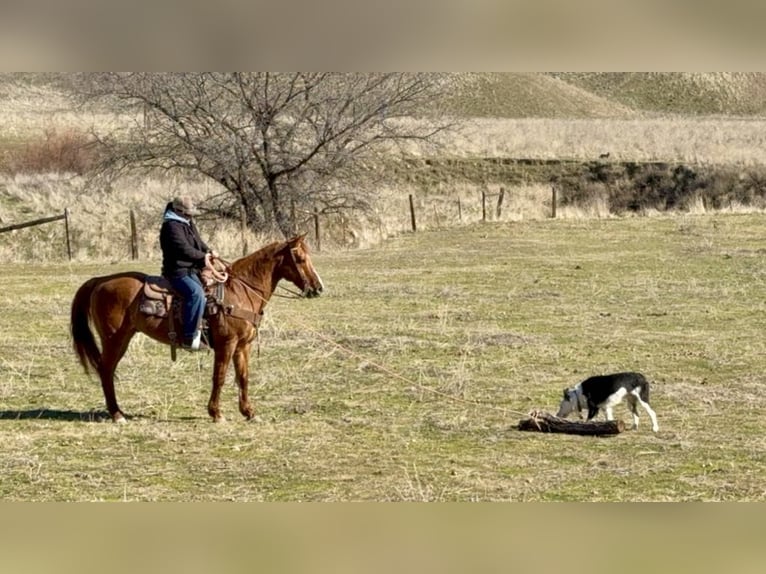 American Quarter Horse Castrone 10 Anni 152 cm Falbo in Paicines CA