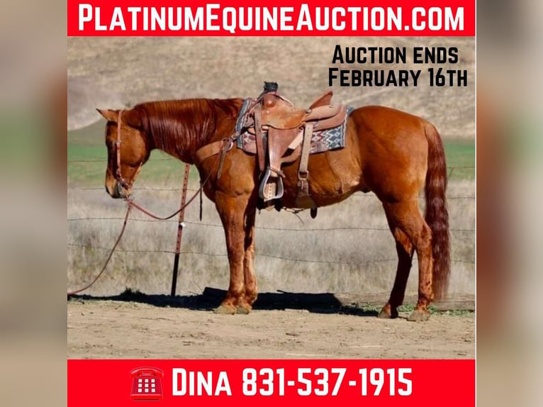 American Quarter Horse Castrone 10 Anni 152 cm Falbo in Paicines CA