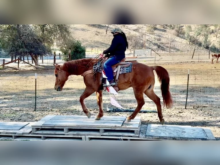 American Quarter Horse Castrone 10 Anni 152 cm Falbo in Paicines CA